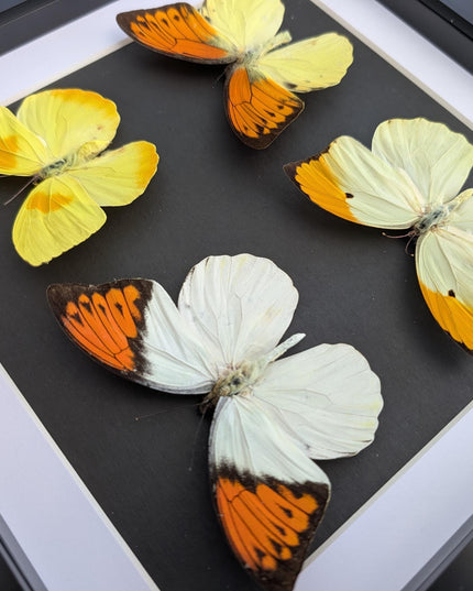 Framed Yellow Pieridae Butterfly Display, Ethically Sourced Nature Art (10x10)