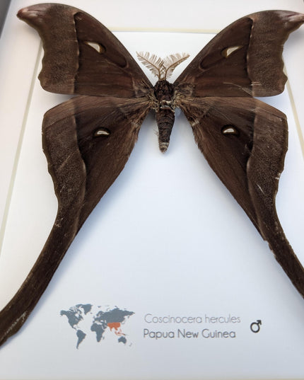 Framed hercules moth: coscinocera hercules, papua new guinea