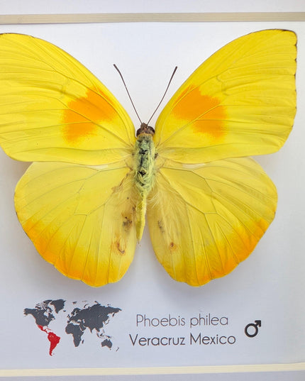 Framed orange-barred sulfur butterfly specimen: ethically sourced entomology wall decor (6x6)
