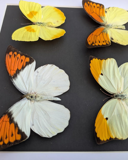 Framed Yellow Pieridae Butterfly Display, Ethically Sourced Nature Art (10x10)