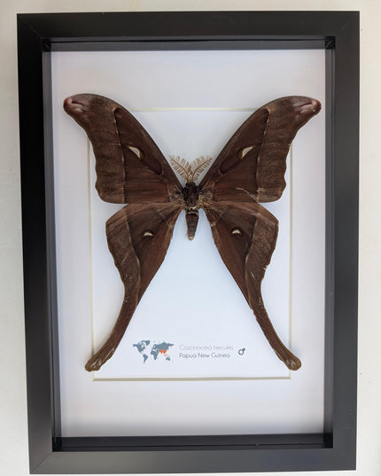 Framed hercules moth: coscinocera hercules, papua new guinea