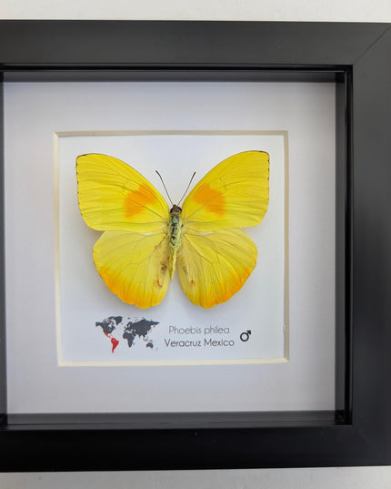 Framed orange-barred sulfur butterfly specimen: ethically sourced entomology wall decor (6x6)