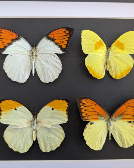 Framed Yellow Pieridae Butterfly Display, Ethically Sourced Nature Art (10x10)