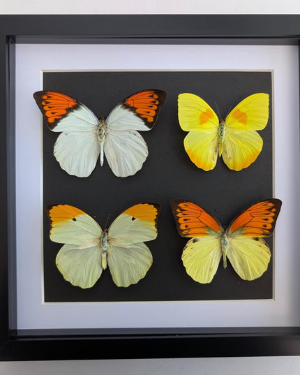 Framed Yellow Pieridae Butterfly Display, Ethically Sourced Nature Art (10x10)