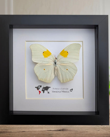 Framed White Angled-Sulphur Butterfly, Entomological Display, Ethically Sourced