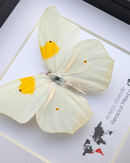 Framed White Angled-Sulphur Butterfly, Entomological Display, Ethically Sourced
