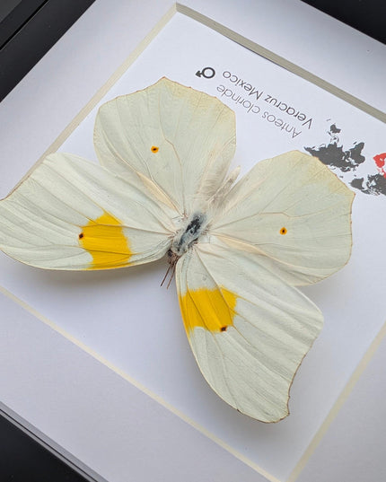 Framed White Angled-Sulphur Butterfly, Entomological Display, Ethically Sourced