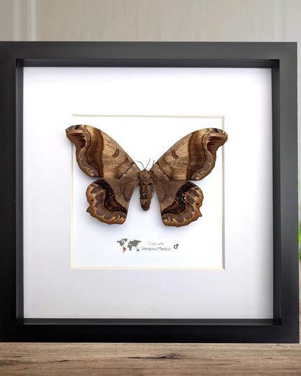Framed caio witti moth: ethically sourced entomology wall art