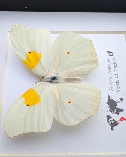 Framed White Angled-Sulphur Butterfly, Entomological Display, Ethically Sourced