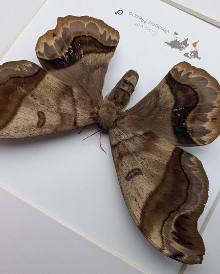 Framed caio witti moth: ethically sourced entomology wall art