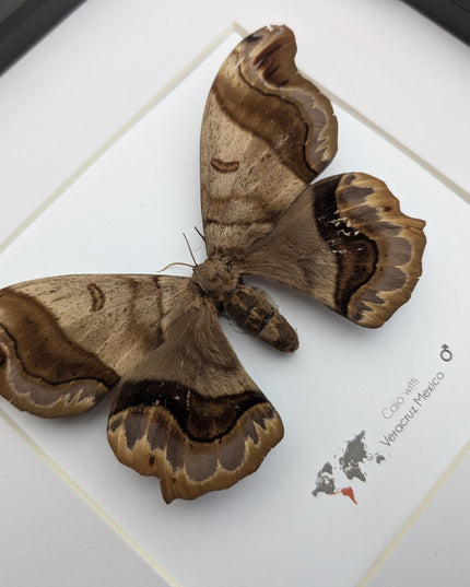Framed caio witti moth: ethically sourced entomology wall art