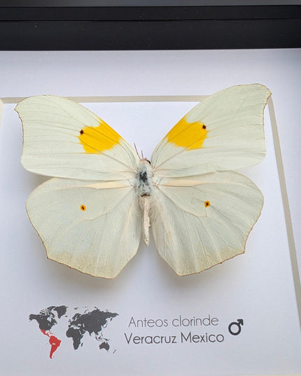 Framed White Angled-Sulphur Butterfly, Entomological Display, Ethically Sourced