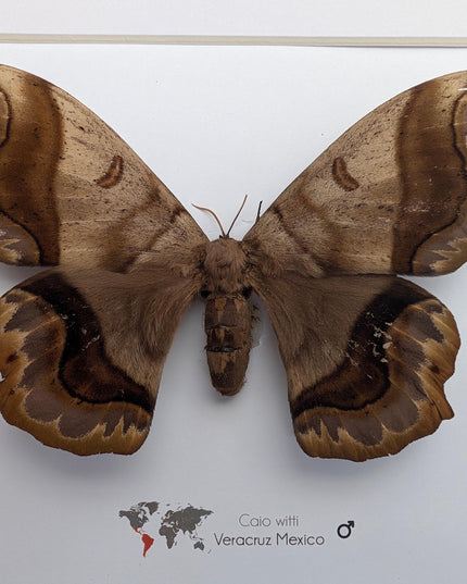 Framed caio witti moth: ethically sourced entomology wall art