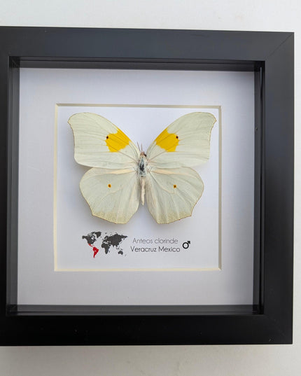Framed White Angled-Sulphur Butterfly, Entomological Display, Ethically Sourced