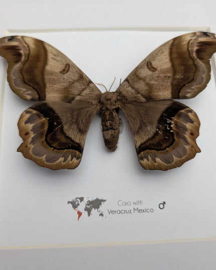 Framed caio witti moth: ethically sourced entomology wall art