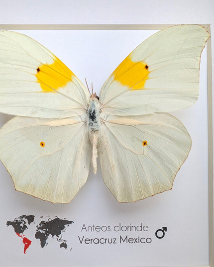 Framed White Angled-Sulphur Butterfly, Entomological Display, Ethically Sourced