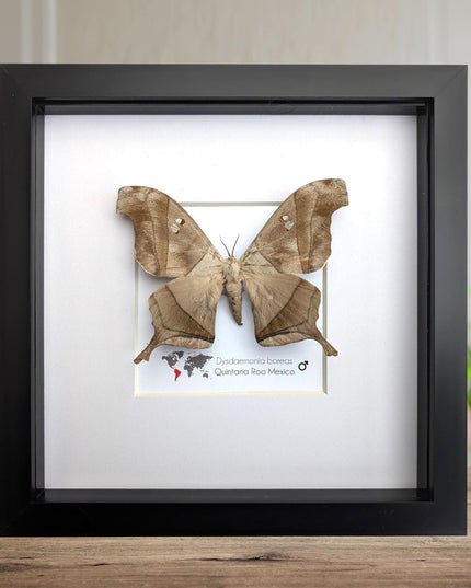 Framed Dead Leaf Moth, Ethically Sourced Entomology Wall Art