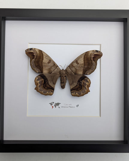 Framed caio witti moth: ethically sourced entomology wall art