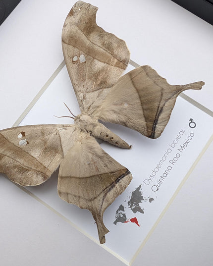 Framed Dead Leaf Moth, Ethically Sourced Entomology Wall Art