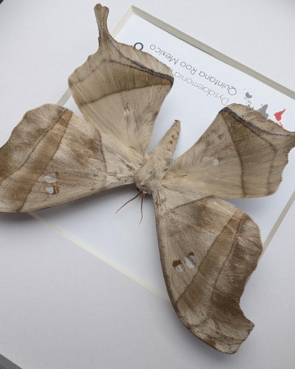 Framed Dead Leaf Moth, Ethically Sourced Entomology Wall Art