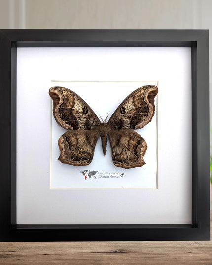 Framed caio chiapasiana moth: ethically sourced entomology wall art