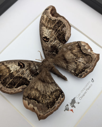 Framed caio chiapasiana moth: ethically sourced entomology wall art