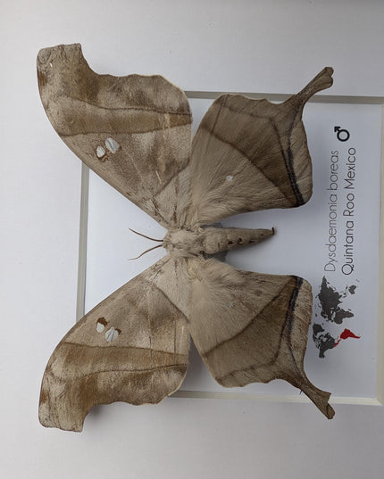 Framed Dead Leaf Moth, Ethically Sourced Entomology Wall Art
