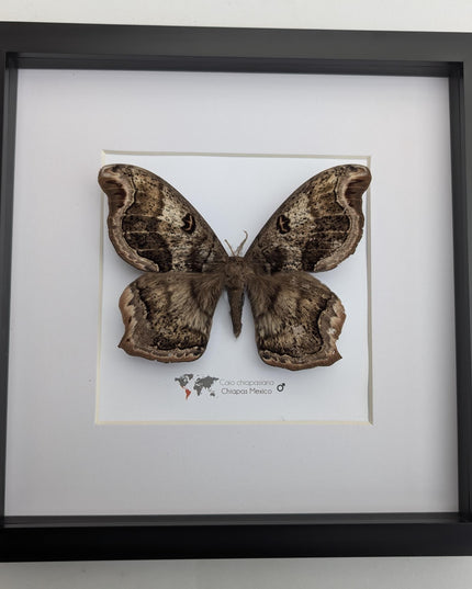 Framed caio chiapasiana moth: ethically sourced entomology wall art