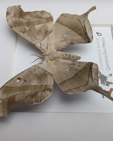 Framed Dead Leaf Moth, Ethically Sourced Entomology Wall Art