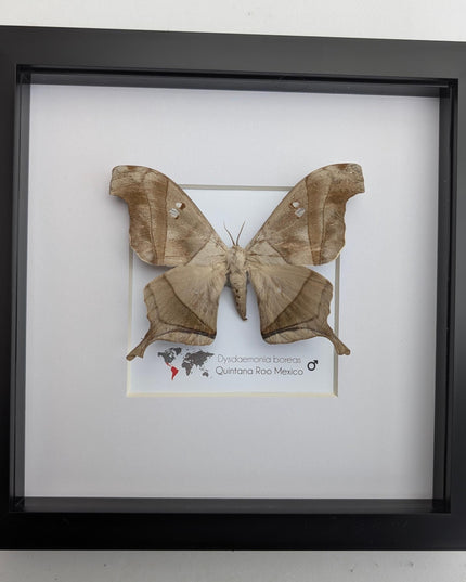 Framed Dead Leaf Moth, Ethically Sourced Entomology Wall Art