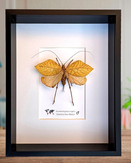 Giant leaf katydid framed specimen: rare insect shadowbox art (8x10 mexico yellow form)