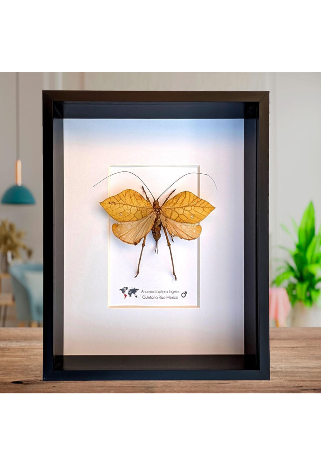 Giant leaf katydid framed specimen: rare insect shadowbox art (8x10 mexico yellow form)