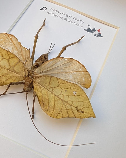 Giant leaf katydid framed specimen: rare insect shadowbox art (8x10 mexico yellow form)