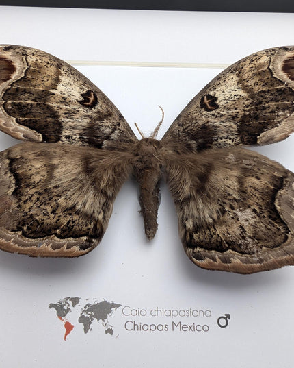 Framed caio chiapasiana moth: ethically sourced entomology wall art