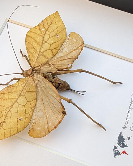 Giant leaf katydid framed specimen: rare insect shadowbox art (8x10 mexico yellow form)
