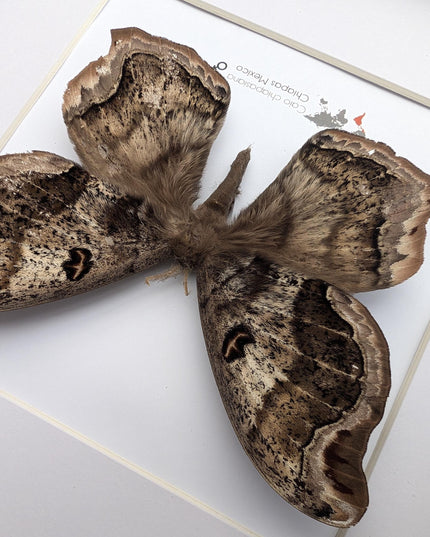 Framed caio chiapasiana moth: ethically sourced entomology wall art
