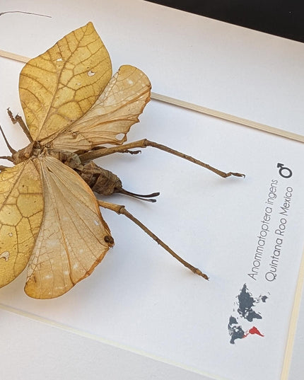 Giant leaf katydid framed specimen: rare insect shadowbox art (8x10 mexico yellow form)