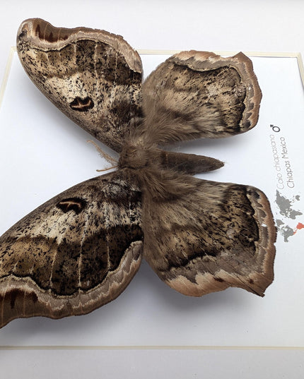 Framed caio chiapasiana moth: ethically sourced entomology wall art