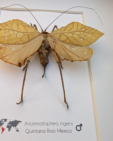 Giant leaf katydid framed specimen: rare insect shadowbox art (8x10 mexico yellow form)