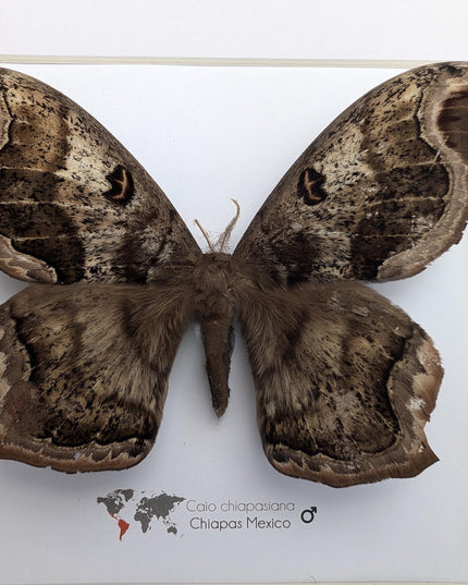 Framed caio chiapasiana moth: ethically sourced entomology wall art