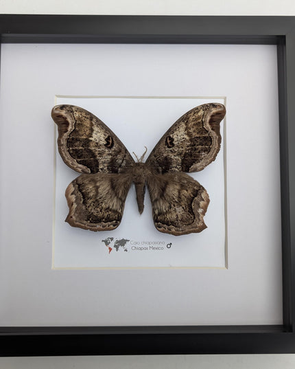Framed caio chiapasiana moth: ethically sourced entomology wall art