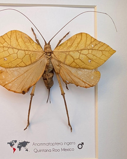 Giant leaf katydid framed specimen: rare insect shadowbox art (8x10 mexico yellow form)