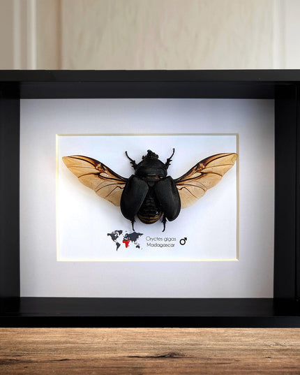 Giant african rhinoceros beetle - oryctus gigas - 10" x 8" shadowbox