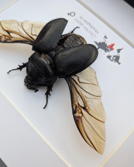 Giant african rhinoceros beetle - oryctus gigas - 10" x 8" shadowbox