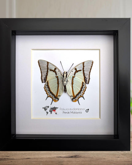 Framed Taxidermy Butterfly, Polyura eudamippus Entomology Wall Art