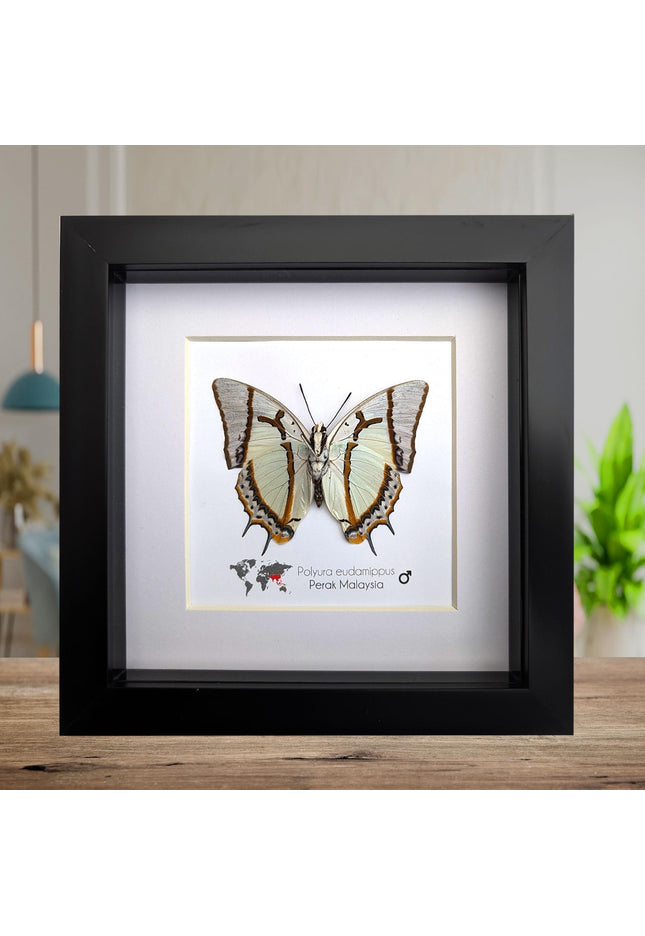Framed Taxidermy Butterfly, Polyura eudamippus Entomology Wall Art