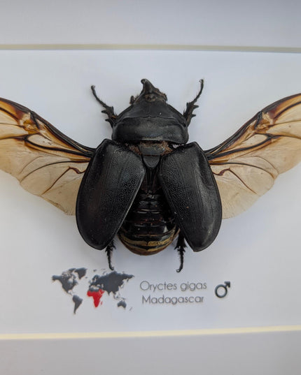 Giant african rhinoceros beetle - oryctus gigas - 10" x 8" shadowbox