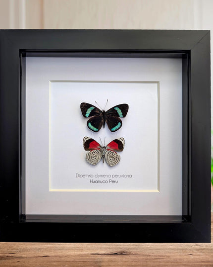 Framed eighty-eight butterfly display: peru, 6" x 6"