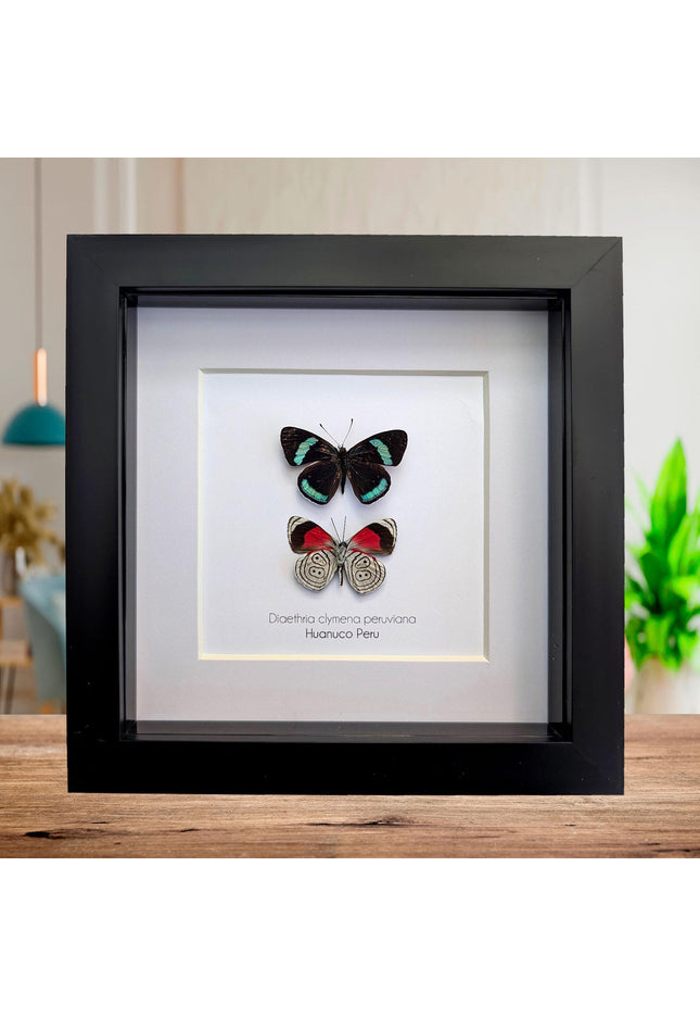 Framed eighty-eight butterfly display: peru, 6" x 6"