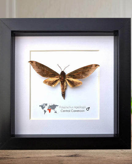 Framed polyptychus nigriplaga moth display: ethically sourced entomology gift
